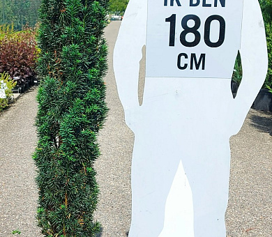 125 tot 150 cm hoog, in pot