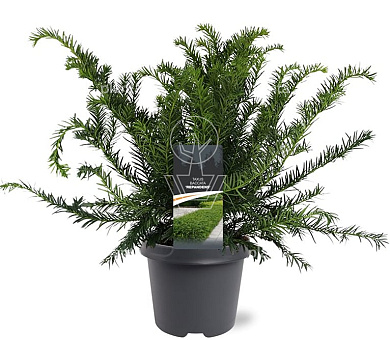 30 tot 40 cm hoog, pot 5 liter