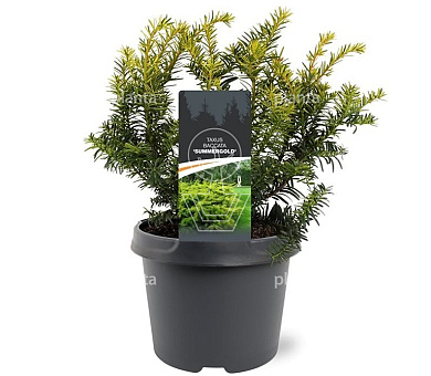 25 tot 30 cm hoog, pot 3 liter