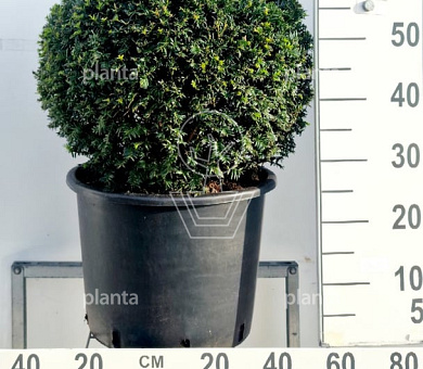 bol, diameter 50 cm, in pot