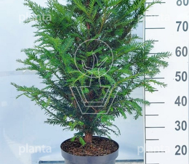 80 tot 100 cm hoog, pot 7.5 liter