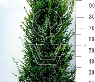 120 tot 140 cm hoog, met kluit