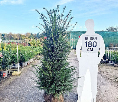 topfpflanzen weihnachten Blumenstecker Frohe Weihnachten