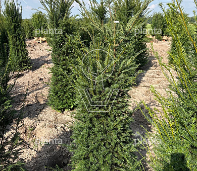 Taxus baccata 150-175, KL, EXTRA | Planta