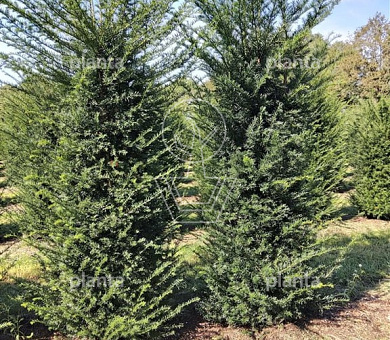 Taxus baccata 225-250, DR, EXTRA | Planta