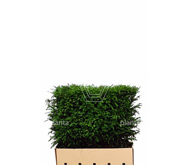 Quick Hedge Haagelement 100cm lang x 80cm hoog