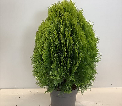 50 tot 60 cm hoog, pot 12 liter