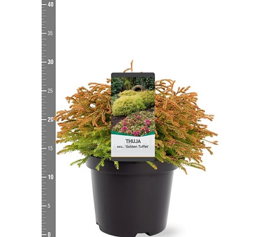 25 tot 30 cm hoog, pot 3 liter