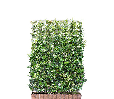 Mobilane kant en klaar haag, LxH 120x180cm, cocopeat 'pot'