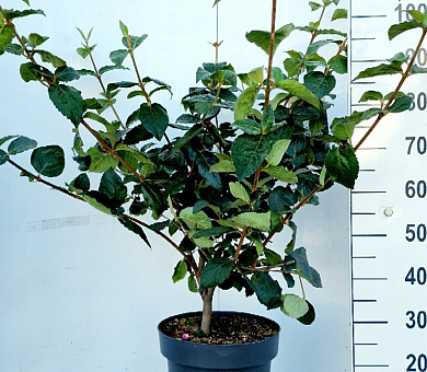 80 tot 100 cm hoog, pot 12 liter