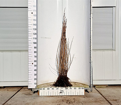 80-100cm hoog, 3jarig wortelgoed, 3 takken, per 10, prijs/stuk