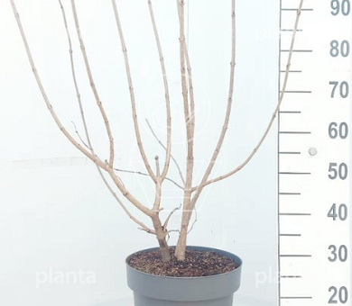 100 tot 125 cm hoog, pot 12 liter