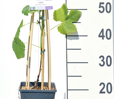 50 tot 60 cm hoog, pot 2 liter