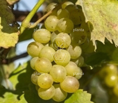 50 tot 60 cm hoog, pot 2 liter