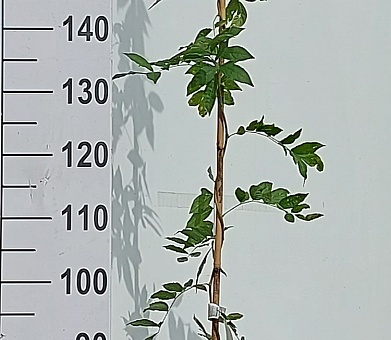 175 tot 200 cm hoog, pot 7.5 liter