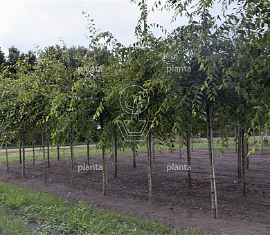 hoogstamboom, stamomtrek 18-20 cm, draadkluit