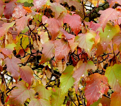 Acer tataricum ginnala