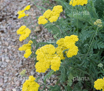 Achillea 'Moonshine'