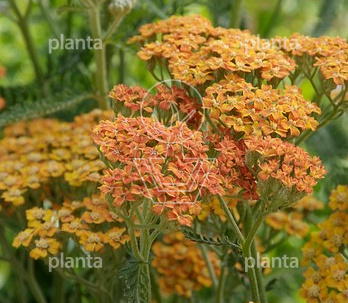 Achillea 'Terracotta'