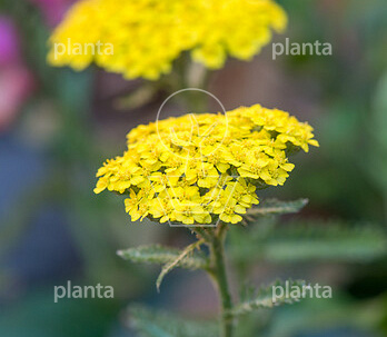 Achillea filipendulina 'Cloth of Gold'