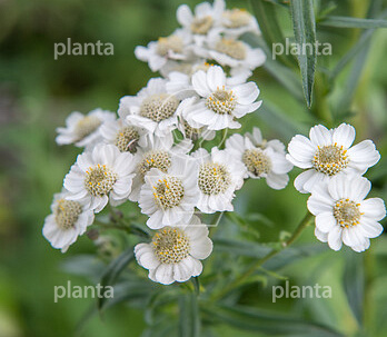 Achillea ptarmica 'Nana Compacta'