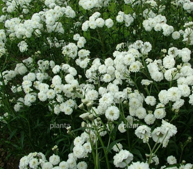 Achillea ptarmica 'The Pearl'
