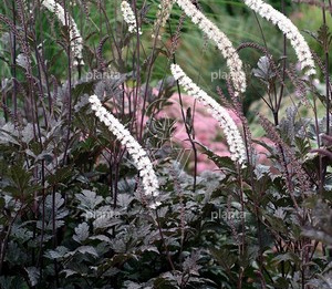 Actaea simplex 'Atropurpurea'