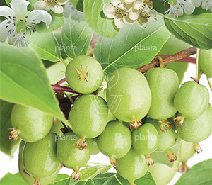 Actinidia arguta 'Issai'