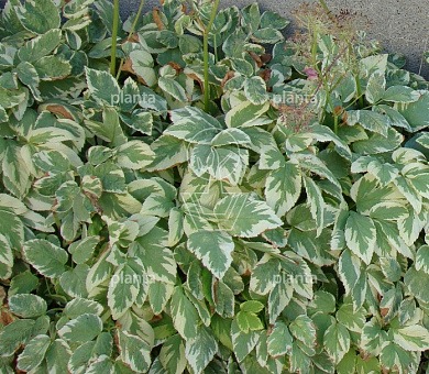 Aegopodium podagraria 'Variegatum'