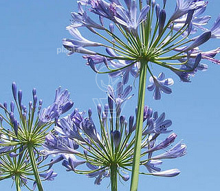 Agapanthus africanus