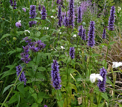 Agastache 'Black Adder'