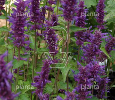 Agastache 'Blue Boa'