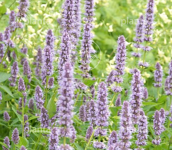 Agastache 'Blue Fortune'