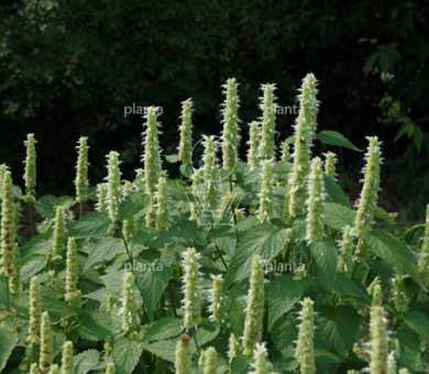 Agastache rugosa 'Alabaster'