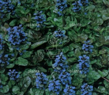 Ajuga reptans