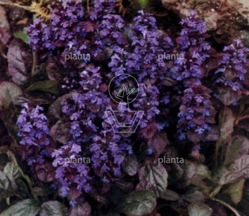 Ajuga reptans 'Atropurpurea'