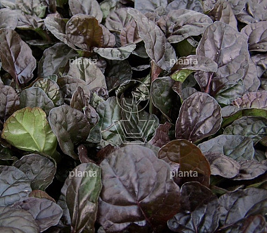 Ajuga reptans 'Braunherz'