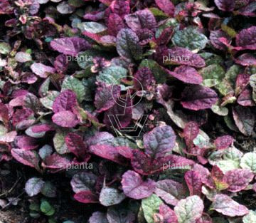 Ajuga reptans 'Burgundy Glow'