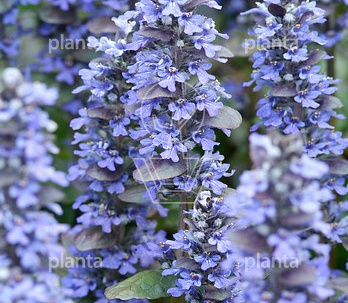Ajuga reptans 'Catlin's Giant'