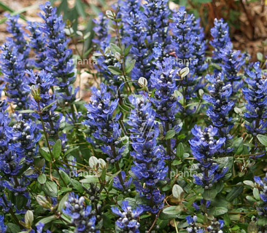 Ajuga reptans 'Chocolate Chip'