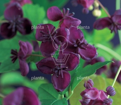 Akebia quinata