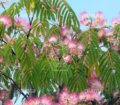 Albizia julibrissin