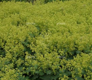 Alchemilla mollis 'Senior'