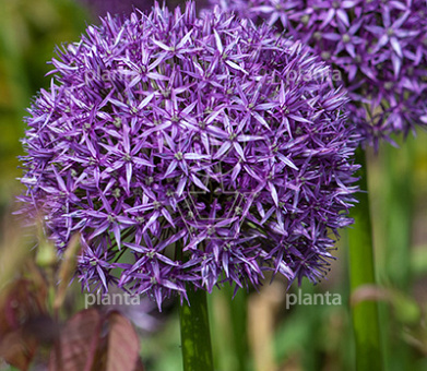 Allium 'Globemaster'
