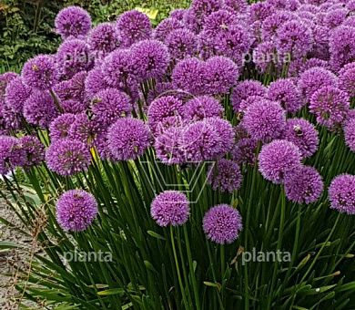 Allium 'Millennium'