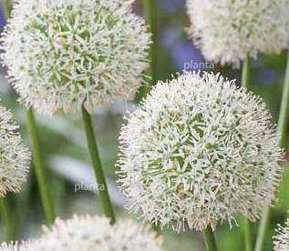 Allium 'Mount Everest'