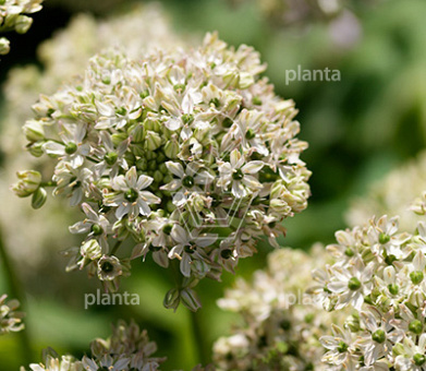Allium nigrum
