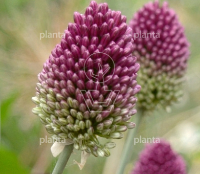 Allium sphaerocephalon