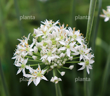 Allium tuberosum