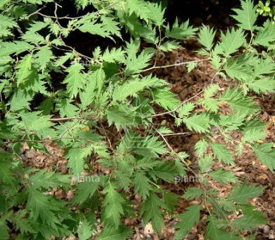 Alnus glutinosa 'Laciniata'